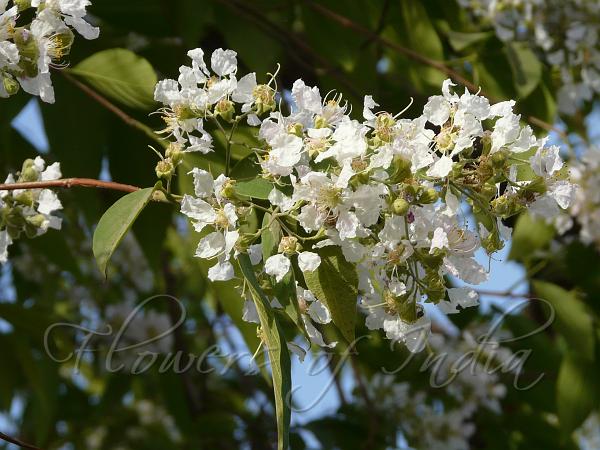 White Crape Myrtle